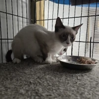 Adopta a Milan, Cay Y Silvestre