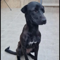 Adopta a Maia