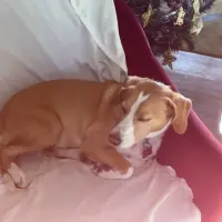 Adopta a Tina