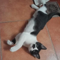Adopta a Luí