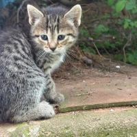 Adopta a Cuco