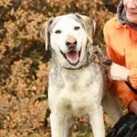 Adopta a Dic