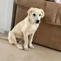 Adopta a Kenia, Cachorra Labrador, Tlf 645978718