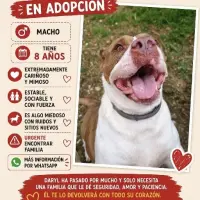 Adopta a Daryl