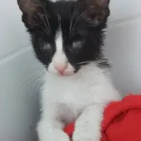 Adopta a Bellamy