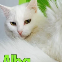 Adopta a Alba