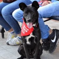 Adopta a Cito