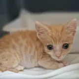 Adopta a Hoyuelo