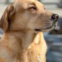 Adopta a Petro