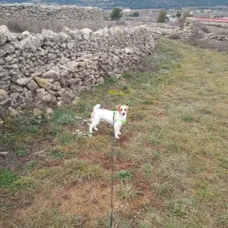 Yako