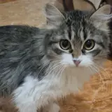 Adopta a Genova