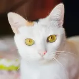 Adopta a Lia