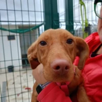 Adopta a Botones, Perrito Muy Noble, Tlf 645978718