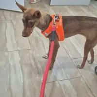 Adopta a Lulu Tamaño Pequeño Tlf 645978718