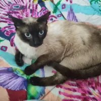 Adopta a Sam