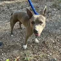 Adopta a Uma