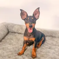 Adopta a Kiwi