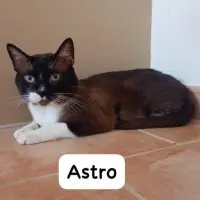 Adopta a Astro