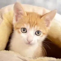 Adopta a Limon