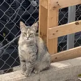Adopta a Lili