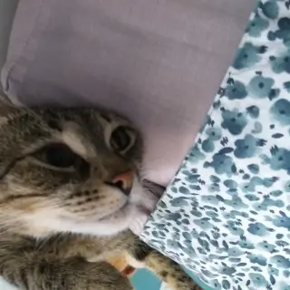 Gus Gus