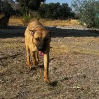 Adopta a Tina