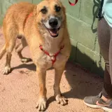 Adopta a Teo