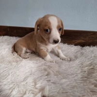 Adopta a No Tiene