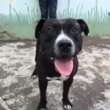 Adopta a Nano