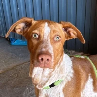 Adopta a Fede