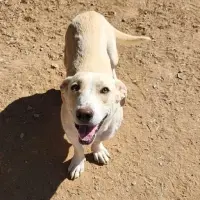 Adopta a Lola