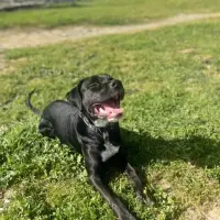 Adopta a Adam