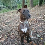 Adopta a Kira