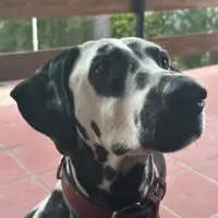 Adopta a Nara