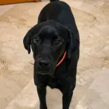Adopta a Rocky
