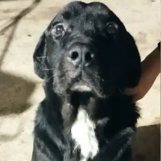 Dobi