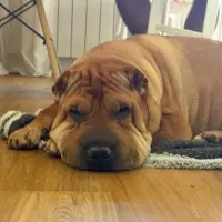 Adopta a Ron Michelin