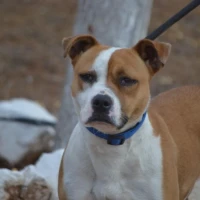 Adopta a Mina