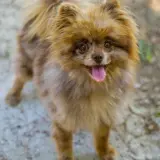Adopta a Chocolatina