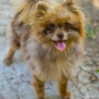 Adopta a Chocolatina