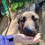 Adopta a Shiva