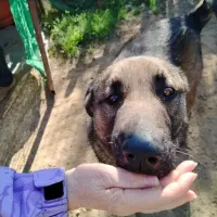 Adopta a Shiva