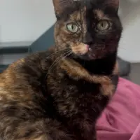 Adopta a Kaila