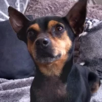 Adopta a Limón