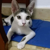 Adopta a Obélix