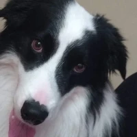 Adopta a Neo