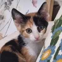 Adopta a Lea Ir
