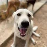Adopta a Oso Precioso Labrador Tlf 645978718