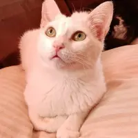 Adopta a Mimi