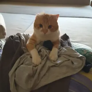 Jango